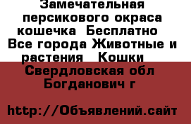 Замечательная персикового окраса кошечка. Бесплатно - Все города Животные и растения » Кошки   . Свердловская обл.,Богданович г.